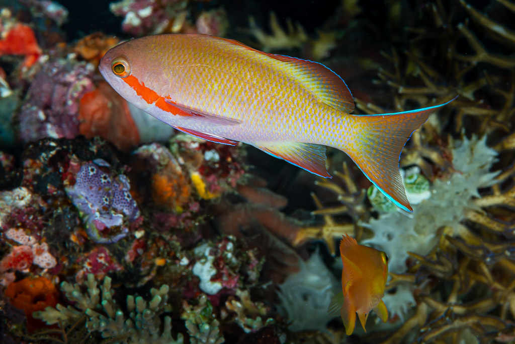 Male red-cheeked anthias above corals with a small orange anthias below, Raja Ampat, Indonesia