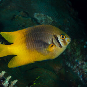 Golden damselfish with dark cheek bar swimming in a dark reef crevice, Raja Ampat, Indonesia