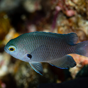 Juvenile charcoal damselfish with yellow eye ring over the reef, Raja Ampat, Indonesia