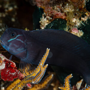 Dark blenny with blue head lines peering from staghorn coral, Raja Ampat, Indonesia