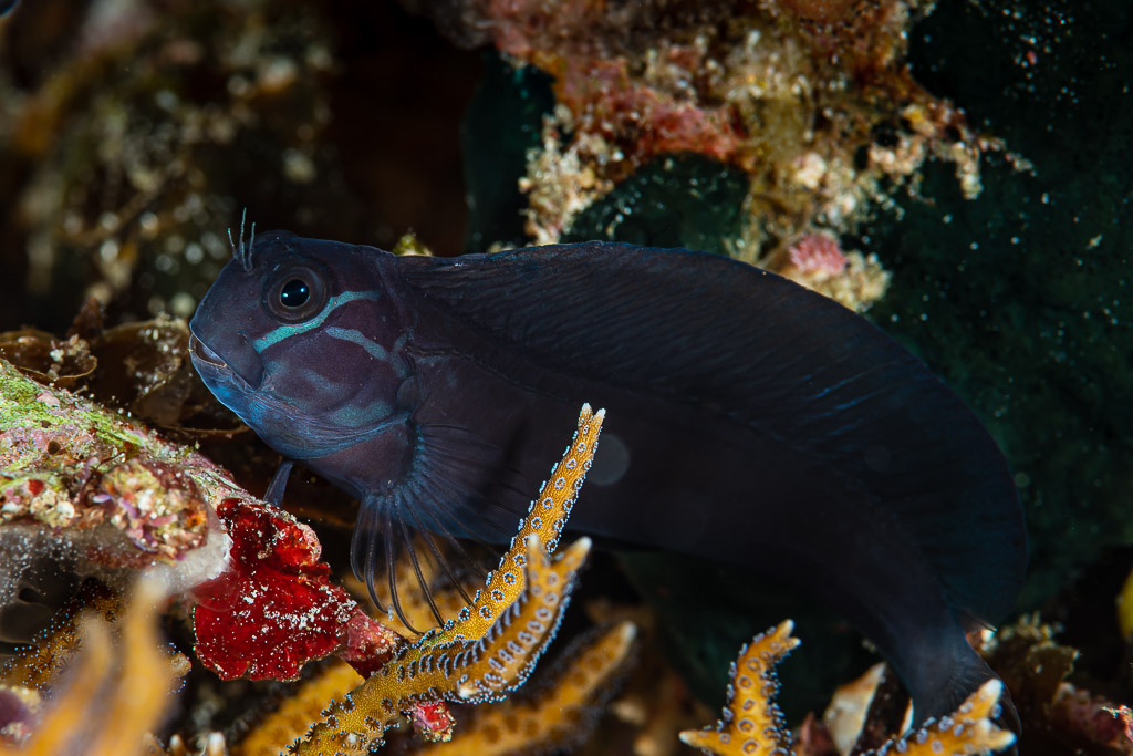 Dark blenny with blue head lines peering from staghorn coral, Raja Ampat, Indonesia