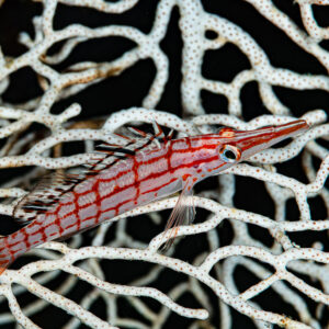 Longnose hawkfish resting on a white sea fan mesh, Raja Ampat, Indonesia