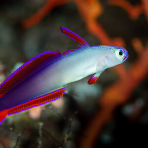 Decorated dartfish with purple fins hovering before red coral, Raja Ampat, Indonesia