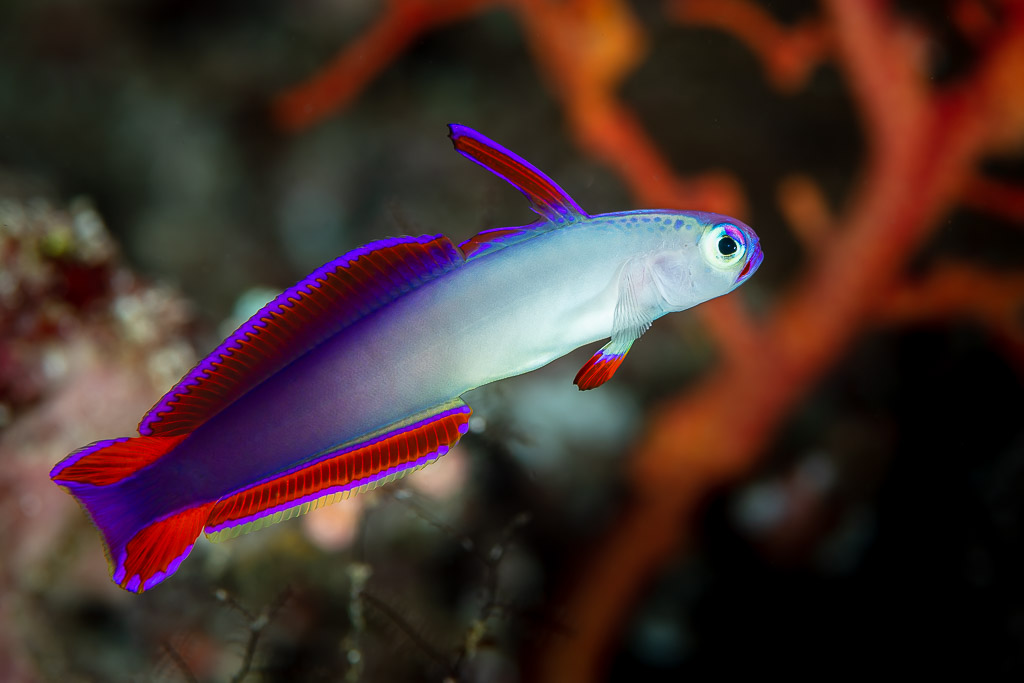 Decorated dartfish with purple fins hovering before red coral, Raja Ampat, Indonesia