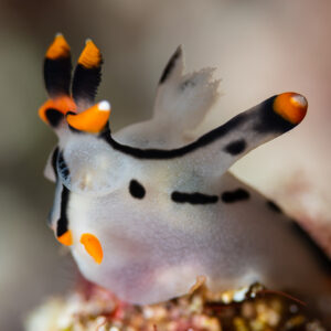 Painted thecacera nudibranch with orange-tipped rhinophores close-up, Raja Ampat, Indonesia