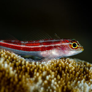 Striped triplefin perched on hard coral against a black background, Raja Ampat, Indonesia