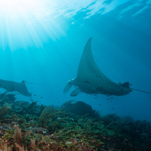 Two reef manta rays gliding over the reef under sun rays, Manta Sandy, Raja Ampat, Indonesia
