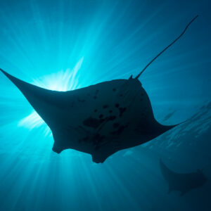 Reef manta ray silhouette against a sunburst with another manta behind, Manta Sandy, Raja Ampat, Indonesia