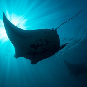 Reef manta ray silhouette banking across a starburst of sunlight, Manta Sandy, Raja Ampat, Indonesia