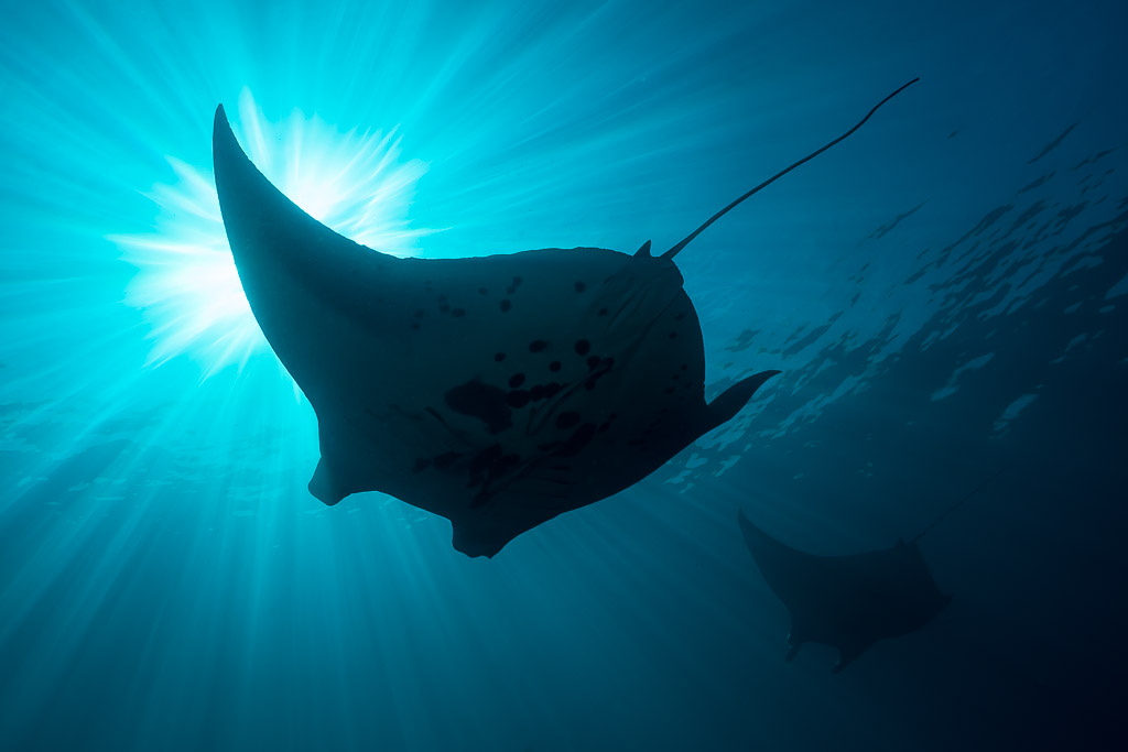 Reef manta ray silhouette banking across a starburst of sunlight, Manta Sandy, Raja Ampat, Indonesia
