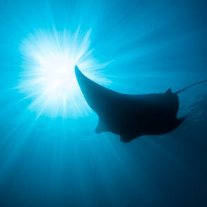 Reef manta ray silhouette passing beside the sun, deep blue tones, Manta Sandy, Raja Ampat, Indonesia