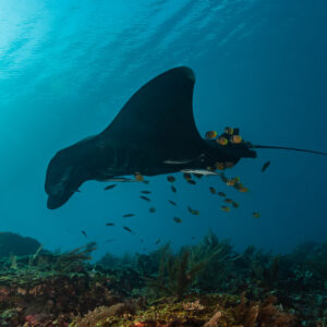 Black morph reef manta ray with cleaner wrasses above the reef, Manta Sandy, Raja Ampat, Indonesia