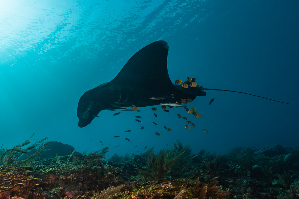 Black morph reef manta ray with cleaner wrasses above the reef, Manta Sandy, Raja Ampat, Indonesia