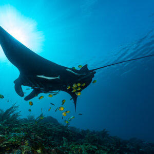 Dark reef manta ray surrounded by cleaner fish against the sun, Manta Sandy, Raja Ampat, Indonesia