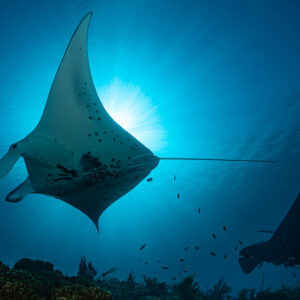 Spotted reef manta belly in backlight with a second manta below, Manta Sandy, Raja Ampat, Indonesia