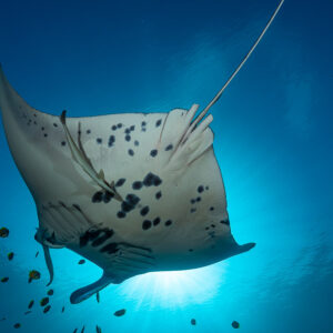 Ventre de raie manta de récif aux grosses taches noires, de face par dessous, Manta Sandy, Raja Ampat, Indonésie