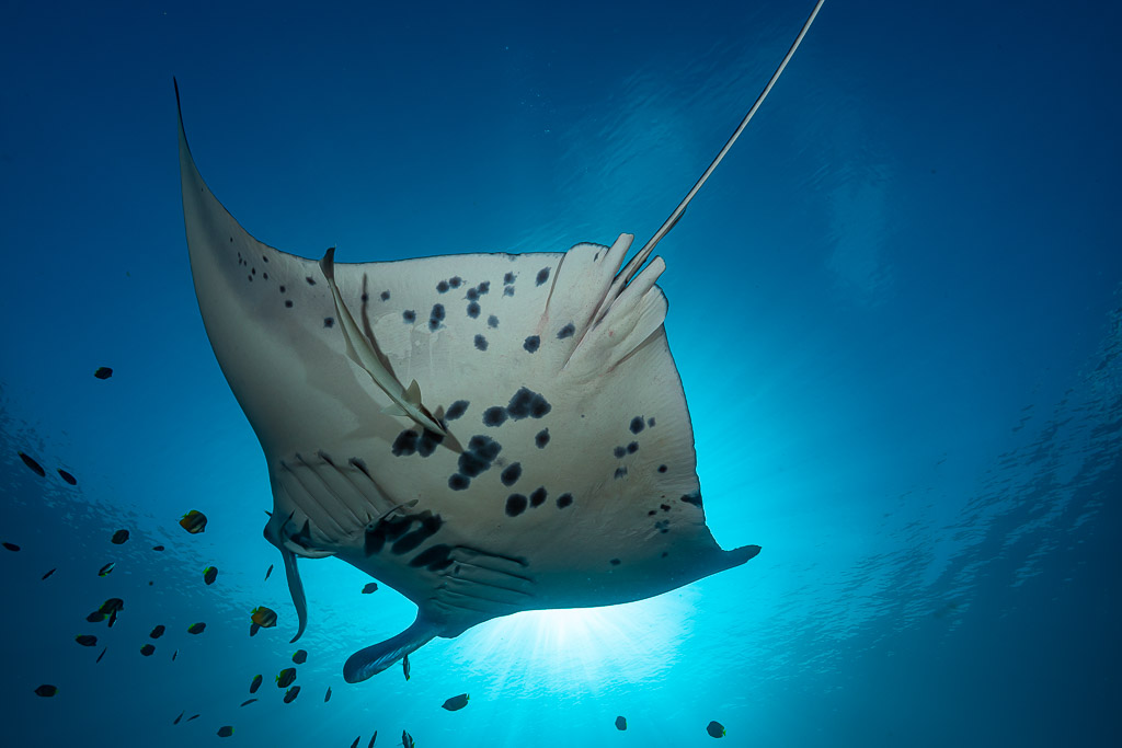 Reef manta ray belly with bold black spots, head-on from below, Manta Sandy, Raja Ampat, Indonesia
