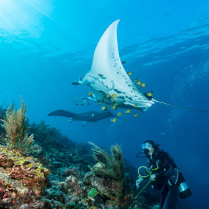 Woman diver watching a white reef manta with cleaner fish above the reef, Manta Sandy, Raja Ampat, Indonesia