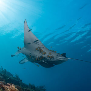 Reef manta ray with cleaner fish on its belly over the reef slope, Manta Sandy, Raja Ampat, Indonesia
