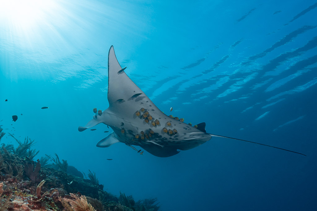Reef manta ray with cleaner fish on its belly over the reef slope, Manta Sandy, Raja Ampat, Indonesia