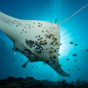 Spotted reef manta belly with yellow cleaner fish, close from below, Manta Sandy, Raja Ampat, Indonesia