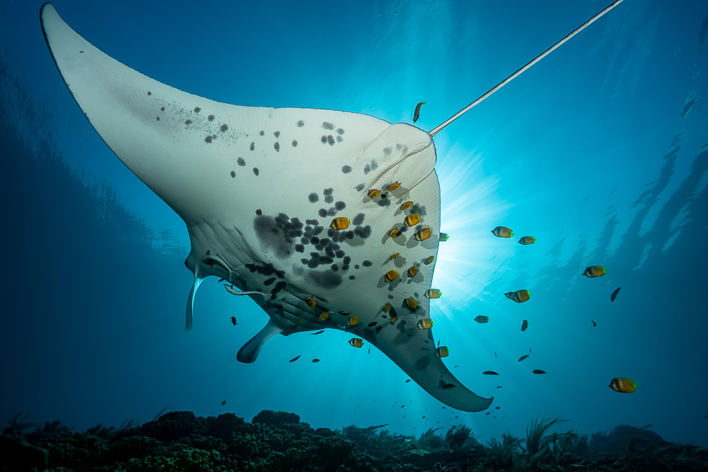 Ventre tacheté de raie manta de récif avec nettoyeurs jaunes, de près par dessous, Manta Sandy, Raja Ampat, Indonésie