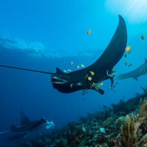 Black morph reef manta with cleaner fish and two more mantas behind, Manta Sandy, Raja Ampat, Indonesia