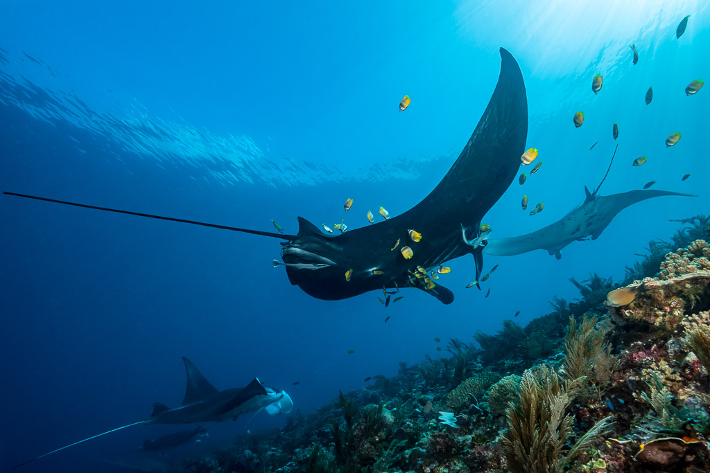 Black morph reef manta with cleaner fish and two more mantas behind, Manta Sandy, Raja Ampat, Indonesia