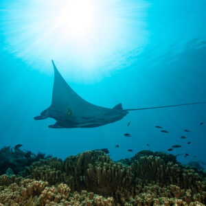 Reef manta ray silhouette hovering over a coral reef under the sun, Manta Sandy, Raja Ampat, Indonesia
