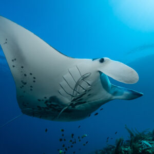Reef manta ray belly close-up with unrolled cephalic fins, Manta Sandy, Raja Ampat, Indonesia