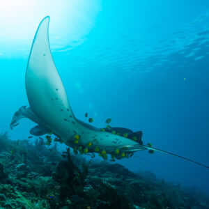 Reef manta ray turning sideways with cleaner fish over the reef, Manta Sandy, Raja Ampat, Indonesia