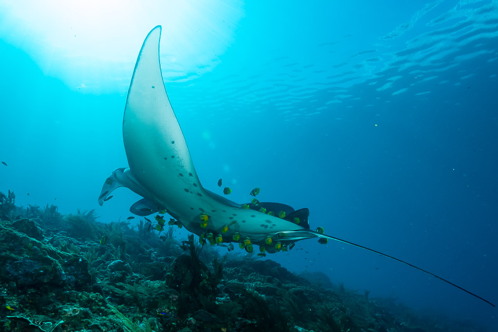 Reef manta ray turning sideways with cleaner fish over the reef, Manta Sandy, Raja Ampat, Indonesia