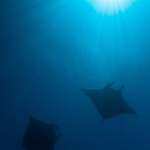 Two reef manta rays in deep blue below sun rays, vertical, Manta Sandy, Raja Ampat, Indonesia