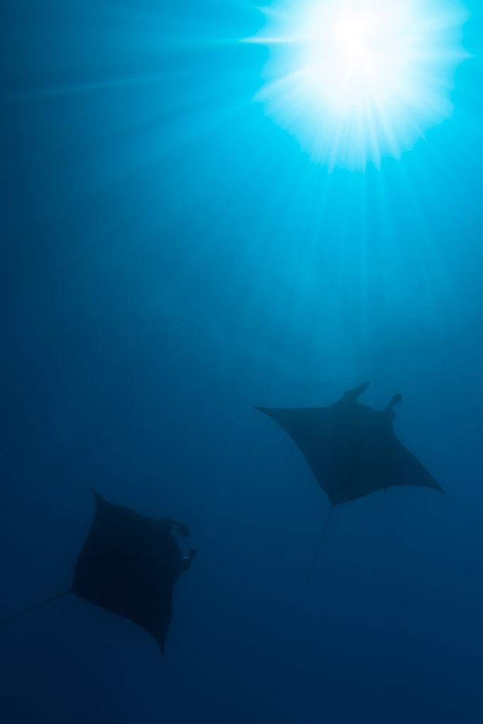 Two reef manta rays in deep blue below sun rays, vertical, Manta Sandy, Raja Ampat, Indonesia