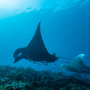 Black and white reef manta pair cruising over the reef, Manta Sandy, Raja Ampat, Indonesia