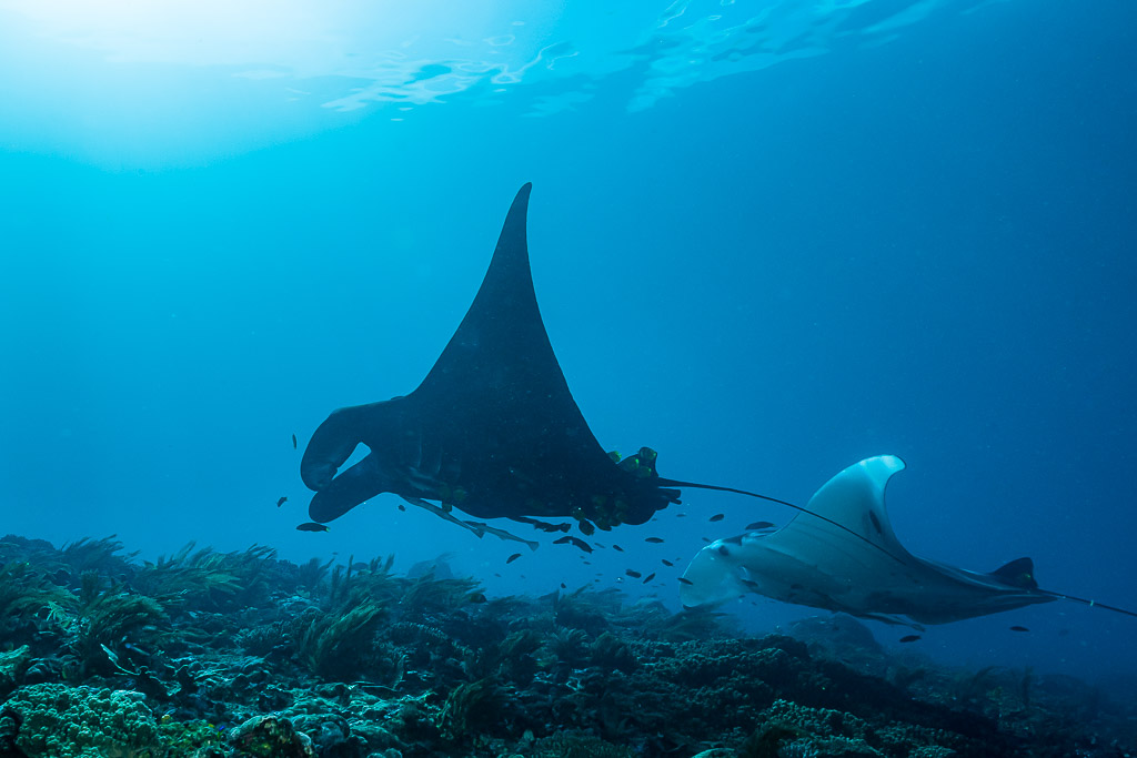 Black and white reef manta pair cruising over the reef, Manta Sandy, Raja Ampat, Indonesia