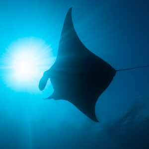 Reef manta ray silhouette beside a bright sun disc, Manta Sandy, Raja Ampat, Indonesia