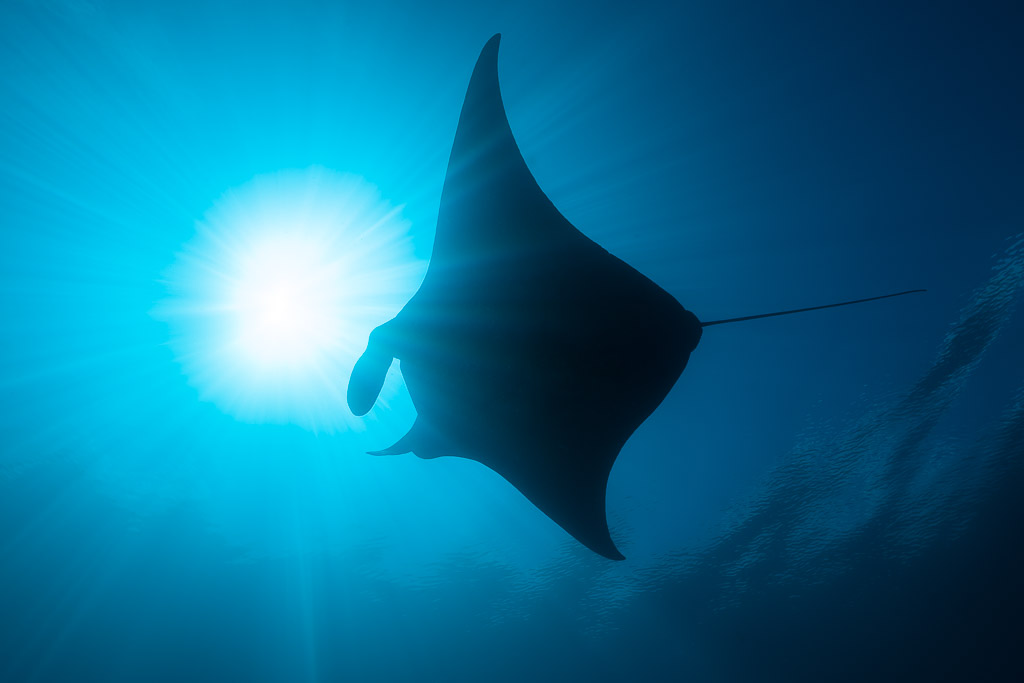 Reef manta ray silhouette beside a bright sun disc, Manta Sandy, Raja Ampat, Indonesia