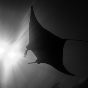 Black and white reef manta silhouette beside radiating sunburst, Manta Sandy, Raja Ampat, Indonesia