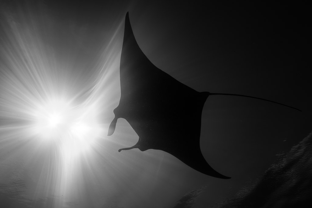Black and white reef manta silhouette beside radiating sunburst, Manta Sandy, Raja Ampat, Indonesia