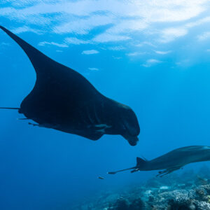 Dark reef manta above a white manta near the surface, Manta Sandy, Raja Ampat, Indonesia