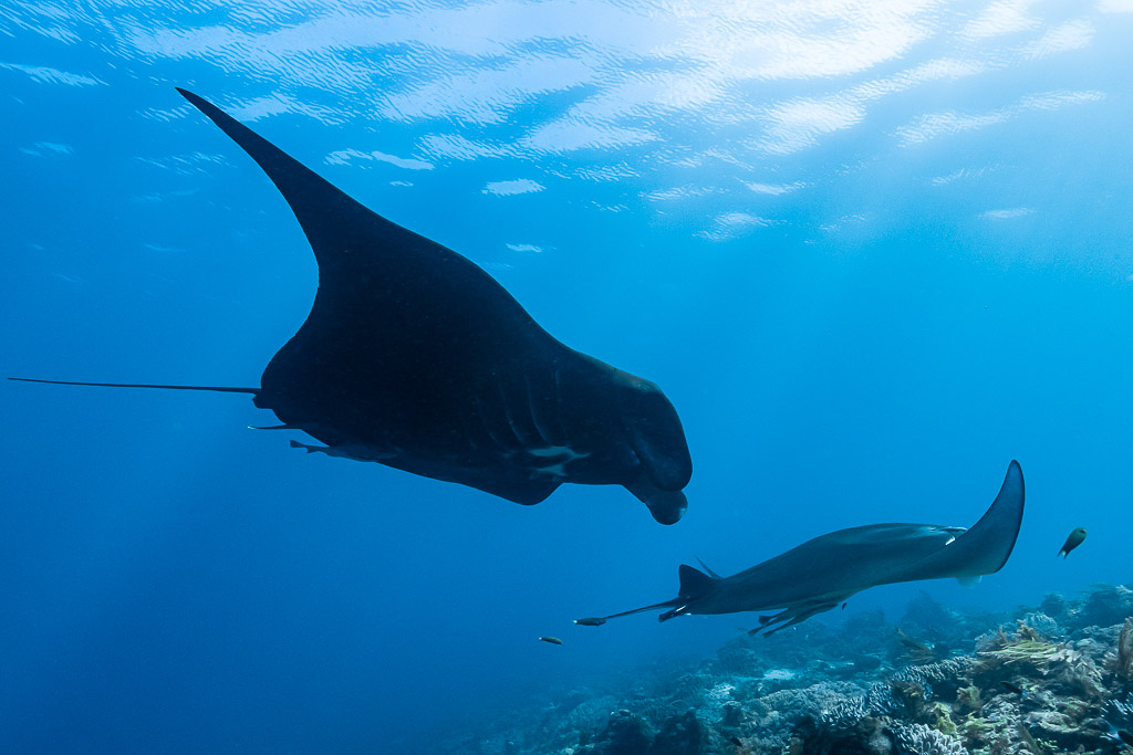 Dark reef manta above a white manta near the surface, Manta Sandy, Raja Ampat, Indonesia