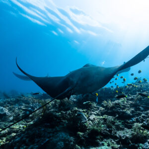 Dark reef manta ray gliding low over the reef with small fish, Manta Sandy, Raja Ampat, Indonesia