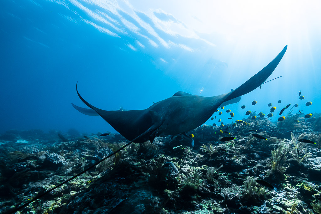 Dark reef manta ray gliding low over the reef with small fish, Manta Sandy, Raja Ampat, Indonesia