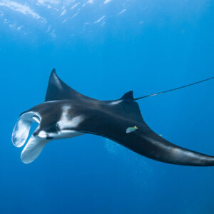 Black morph reef manta with open mouth and cleaner wrasses in blue, Manta Sandy, Raja Ampat, Indonesia