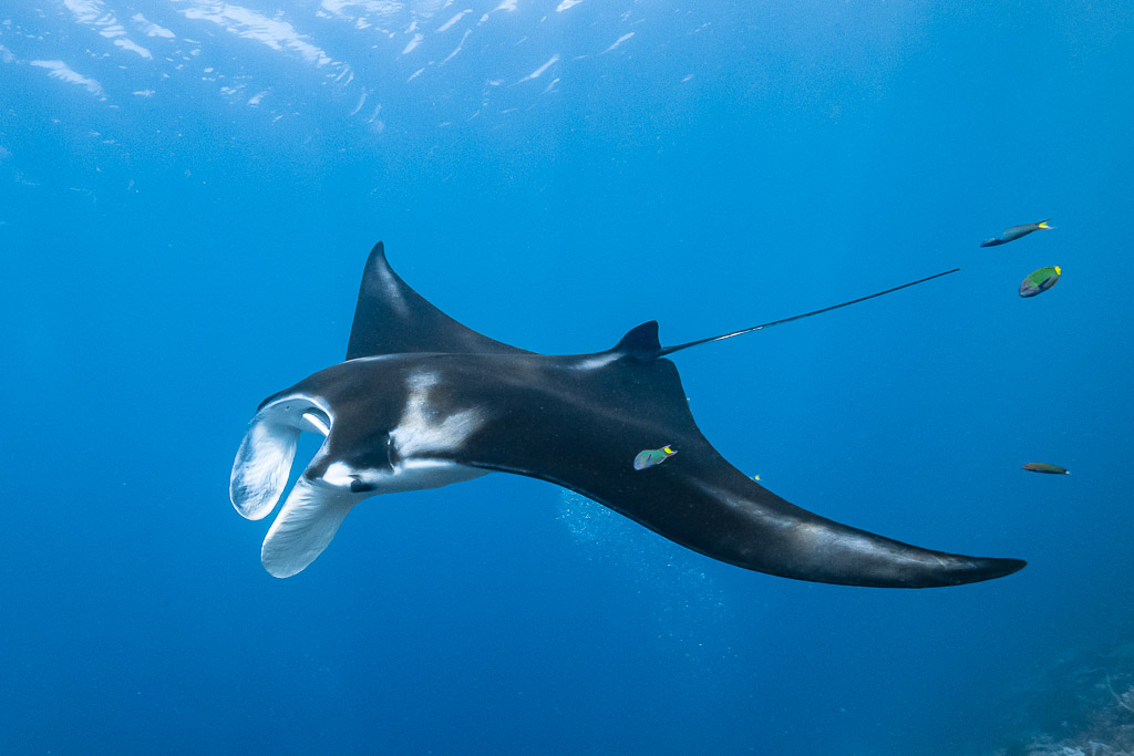 Black morph reef manta with open mouth and cleaner wrasses in blue, Manta Sandy, Raja Ampat, Indonesia