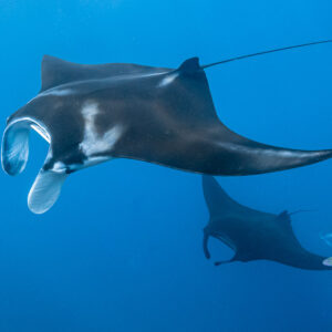 Black morph reef manta with open mouth and a second manta below, Manta Sandy, Raja Ampat, Indonesia