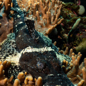 Dark crocodile flathead lying on finger coral, vertical, Raja Ampat, Indonesia