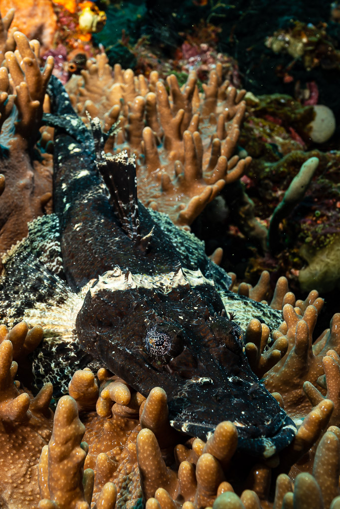 Dark crocodile flathead lying on finger coral, vertical, Raja Ampat, Indonesia