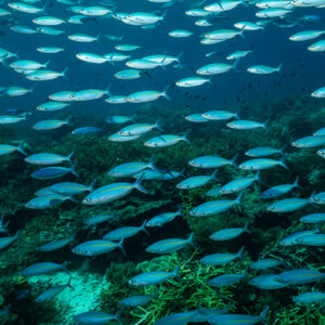 Banc de fusiliers nageant au-dessus de coraux branchus en eau turquoise, Raja Ampat, Indonésie
